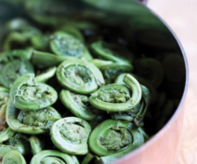 Fiddlehead and Shrimp Salad